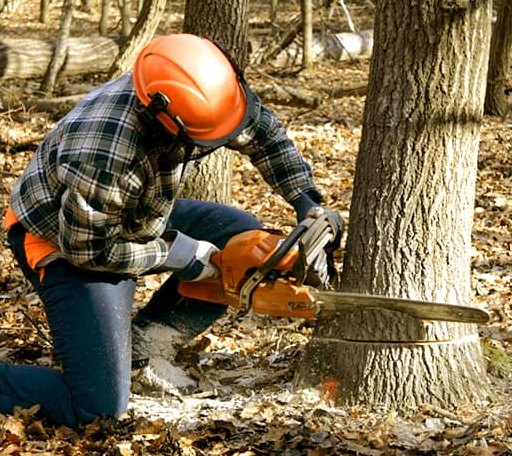 Tree Removal in Reydell, AR